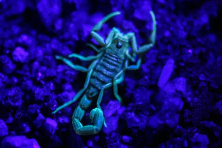 scorpion under uv light